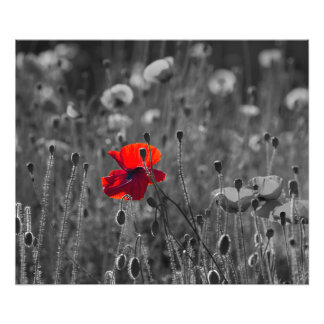 Fält i Poppies Fototryck