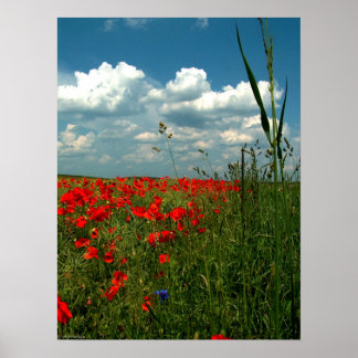 Fält i poppies II Poster