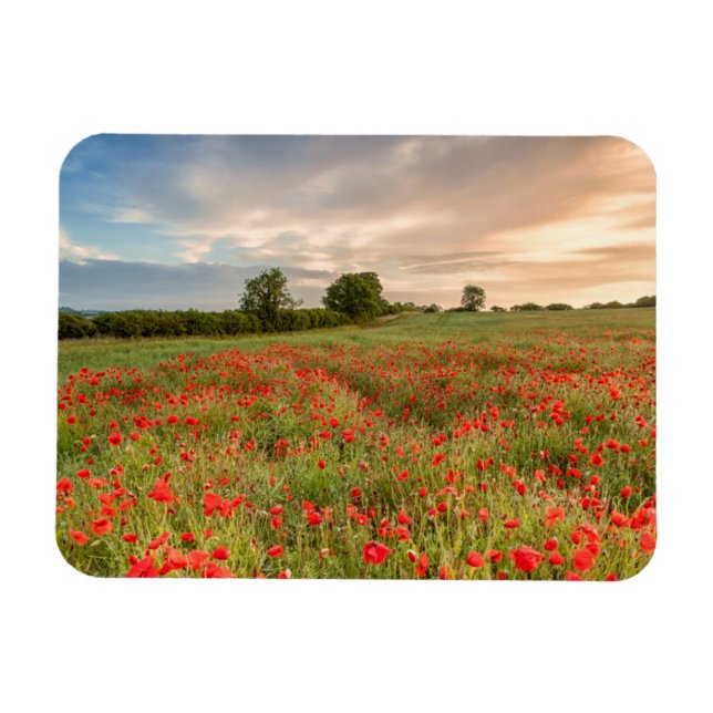 Fält i Poppies Magnet (Horisontell)