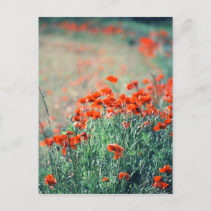 Fält i Poppies vykort