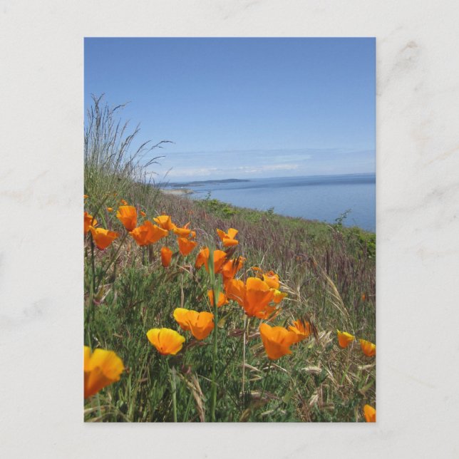 Fält i Poppies Vykort (Framsida)