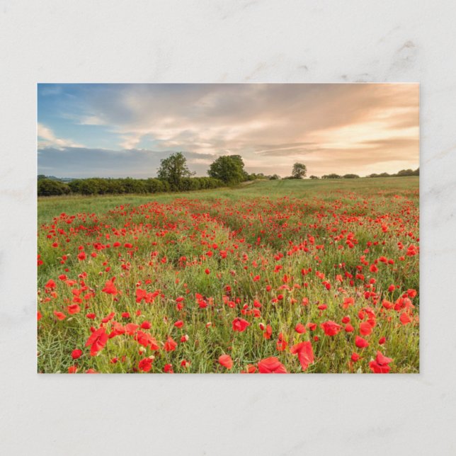 Fält i Poppies Vykort (Framsida)