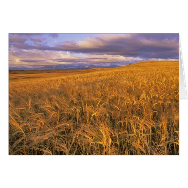 Fält i Ripening Barley längs Rocky Hälsningskort (Framsidan Horizontal)