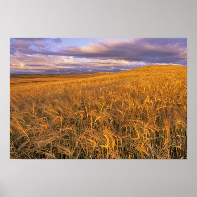 Fält i Ripening Barley längs Rocky Poster (Framsidan)