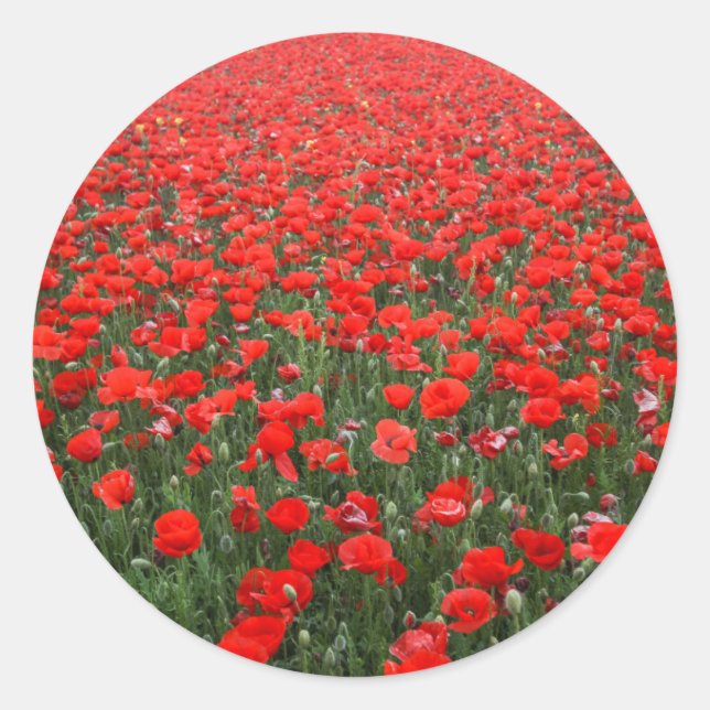 Fält i Röda poppies Runt Klistermärke (Framsida)