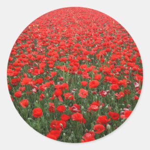 Fält i Röda poppies Runt Klistermärke