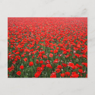 Fält i Röda poppies Vykort
