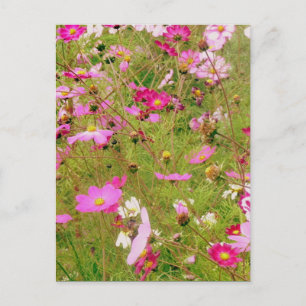 Fält i Rosa Flowers Vykort