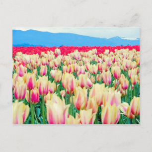 Fält i Rosa- och Gult Tulips Vykort