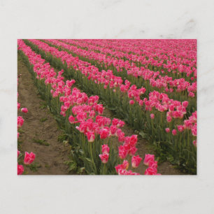 Fält i Rosa Tulips Fotography on Cards Vykort