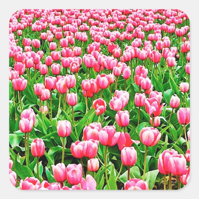 Fält i Rosa Tulips Fyrkantigt Klistermärke (Framsida)
