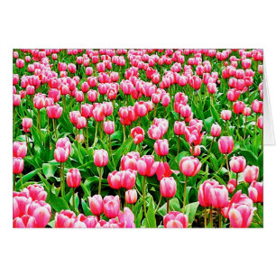 Fält i Rosa Tulips Hälsningskort