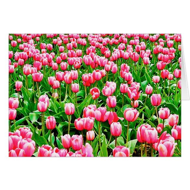 Fält i Rosa Tulips Hälsningskort (Framsidan Horizontal)