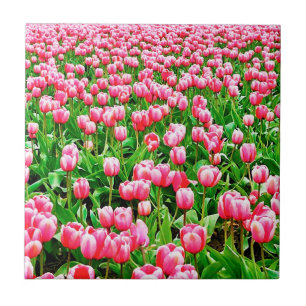 Fält i Rosa Tulips Kakelplatta