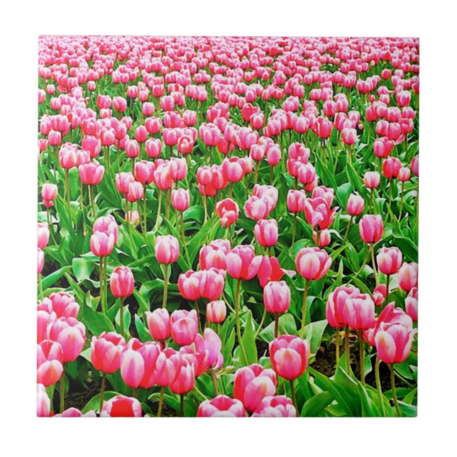 Fält i Rosa Tulips Kakelplatta (Framsidan)