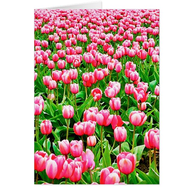 Fält i Rosa Tulips OBS Kort (Framsidan)