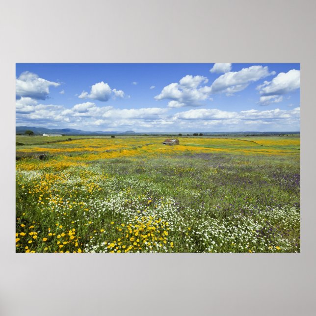 Fält i Springtime nära Guadalupe Poster (Framsidan)