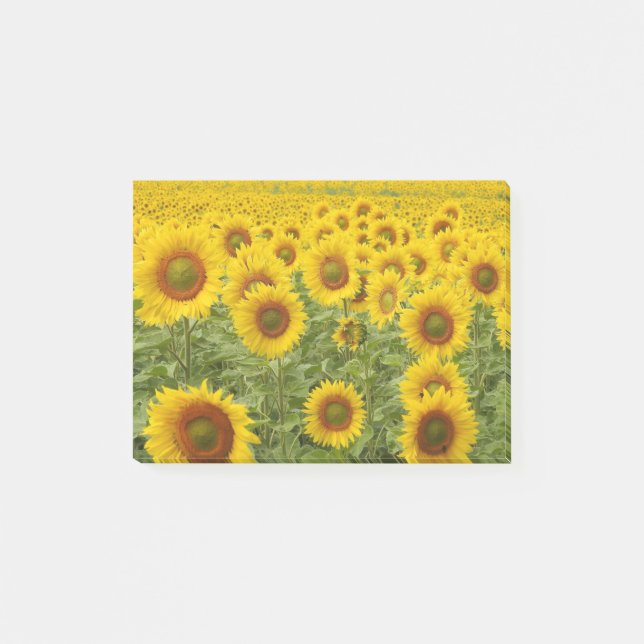 Fält i Sunshine Post-it Block (Framsida)