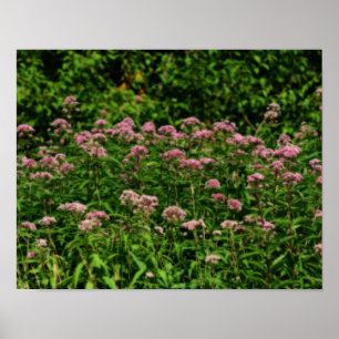 Fält i Sweet Joe Pye Ogräs Flowers Orton Art Poster