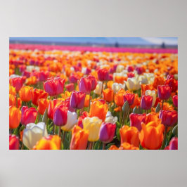Fält i Tulips i Fullt Bloom Poster