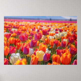 Fält i Tulips i Fullt Bloom Poster