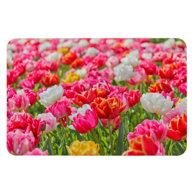 Fält i Tulips Magnet (Horisontell)