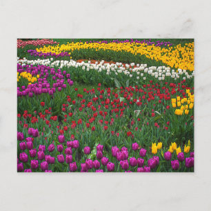 Fält i Tulips Vykort