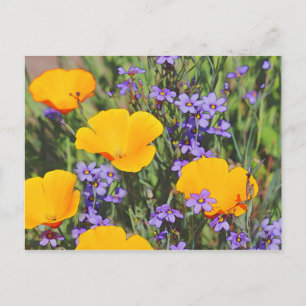 FÄLT i VÅR BLOMMOR Vykort
