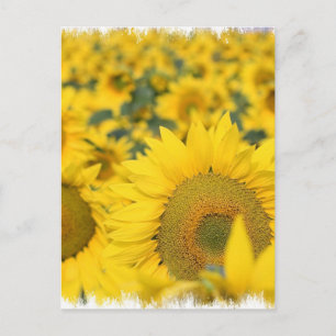 Fält i vykort för blommor