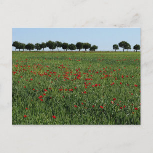 Fält i vykort för poppies