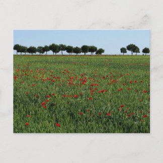 Fält i vykort för poppies