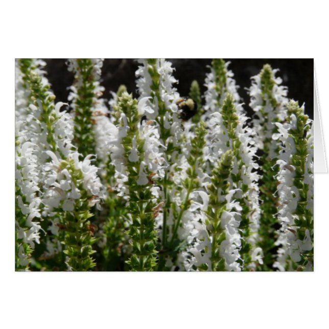 Fält i White Lavender Flowers Hälsningskort (Framsidan Horizontal)