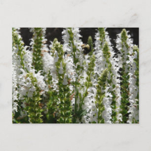 Fält i White Lavender Flowers Vykort