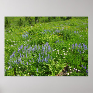 Fält i Wildblommor på berget Rainier Poster