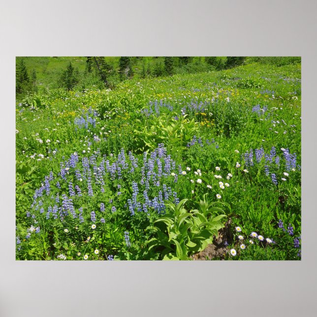 Fält i Wildblommor på berget Rainier Poster (Framsidan)
