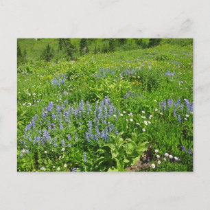 Fält i Wildblommor på berget Rainier Vykort