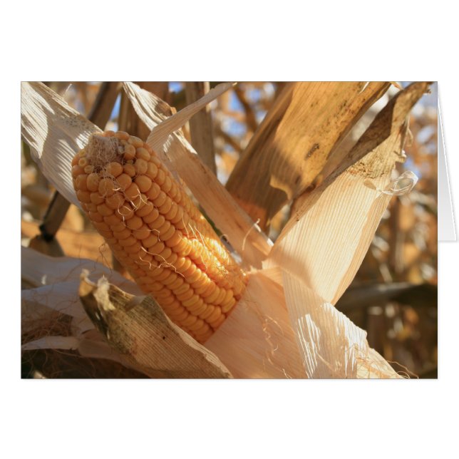 Fält Maj på Stalk Hälsningskort (Framsidan Horizontal)