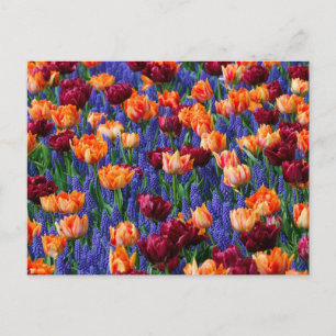 Fält med blåa, orange och röda blommor vykort