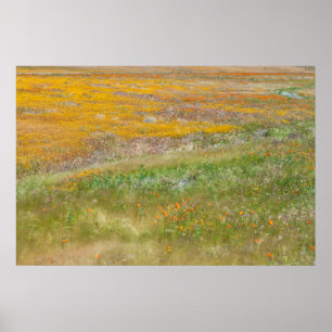 Fält med färgglada vilda blommor poster