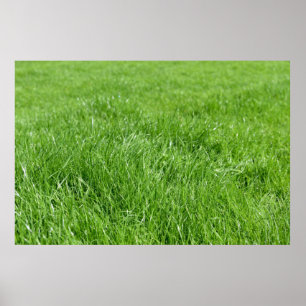 fält med fräscht grönt gräs poster