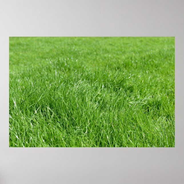 fält med fräscht grönt gräs poster (Framsidan)
