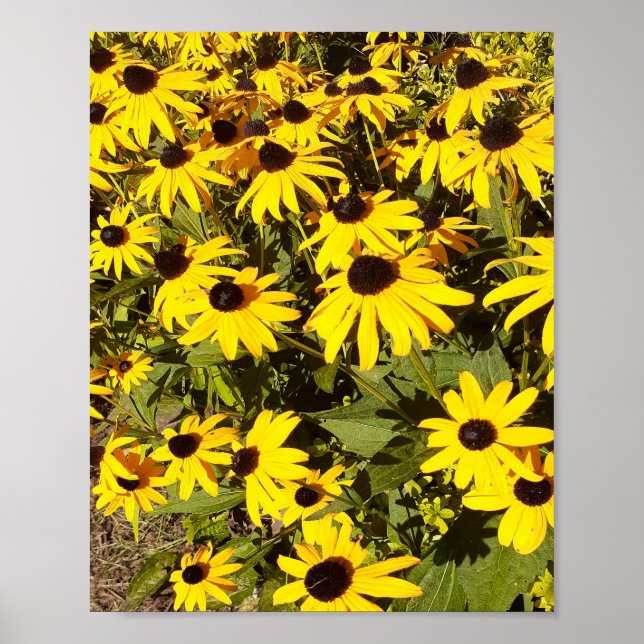 Fält med gula vildblommor  poster (Framsidan)