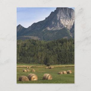 Fält med höbalar, Alberta, Kanada Vykort