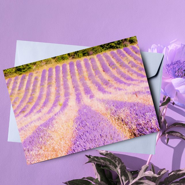 Fält med lavendel Provence Frankrike Tom insida  Kort (Charming card for nature lovers, perfect for personalized notes and greetings.)