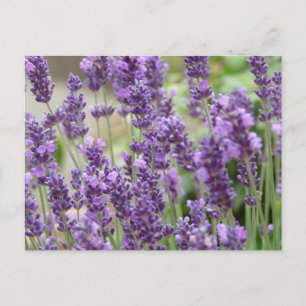 Fält med lila lavendelblommor vykort