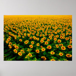 Fält med ljusa gult solblommor i soliga dagar. poster