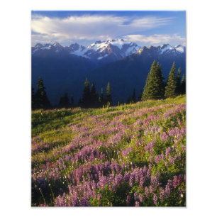 Fält med lupin, Mt. Olympus och moln vid Fototryck