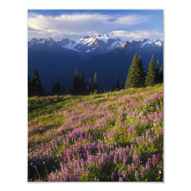 Fält med lupin, Mt. Olympus och moln vid Fototryck (Framsidan)