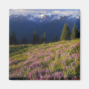 Fält med lupin, Mt. Olympus och moln vid Magnet