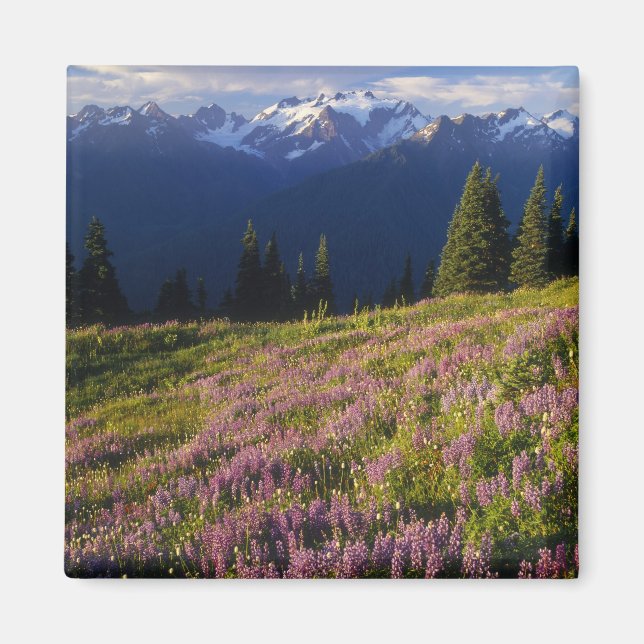 Fält med lupin, Mt. Olympus och moln vid Magnet (Framsidan)